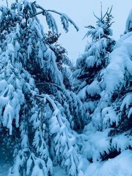 Snowcovered Pine trees Stock Photos