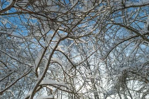 Snowcovered tree limbs under clear sky, Frozen twigs overlayed with snow be.. Stock Photos