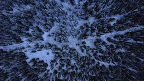 Snowcovered Trees Aerial Pine Trees Looking Down Birds Eye View Stock Footage 256052805