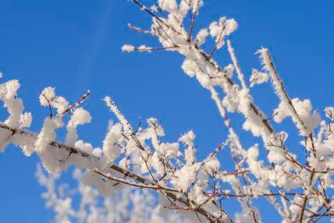 Snowcovered trees and branches Stock Photos