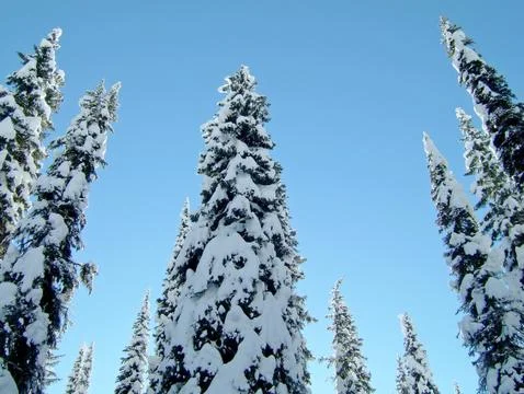 Snowcovered trees in The Bugaboos, a mountain range in the Purcell Mountains Stock Photos