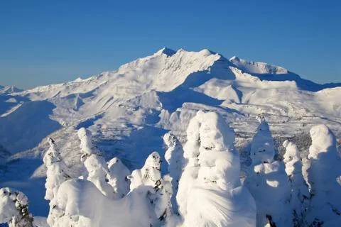 Snowcovered trees in The Bugaboos, a mountain range in the Purcell Mountains Stock Photos