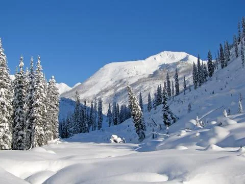 Snowcovered trees in The Bugaboos, a mountain range in the Purcell Mountains Stock Photos