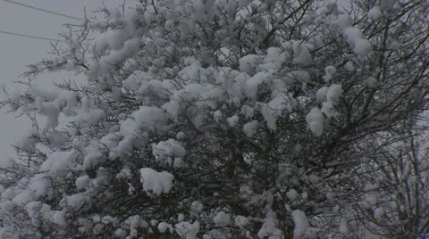 Snowcovered Tree's Stock Footage 1106985