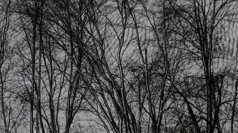 Snowcovered Trees Vidéo 88817155