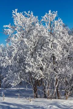 Snowcovered trees Foto stock
