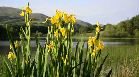 Snowdon180613 0200 Stock Footage 25856486