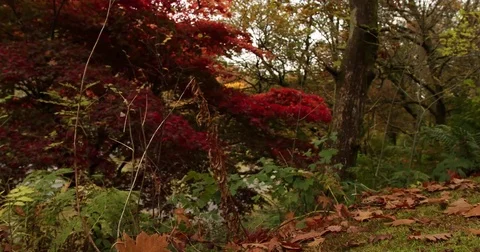 Snowdonia Vídeos de archivo 81261260