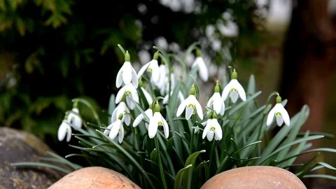 Snowdops in spring breeze wind. 스톡 동영상 73739374