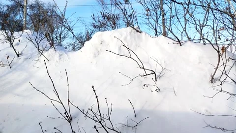 Snowdrift and bare branches under blue sky winter landscape daylight Stock Footage 320832202