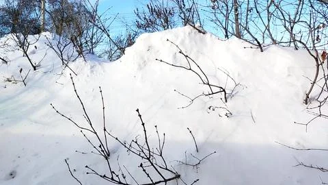Snowdrift and bare branches under blue sky winter landscape daylight Foto stock