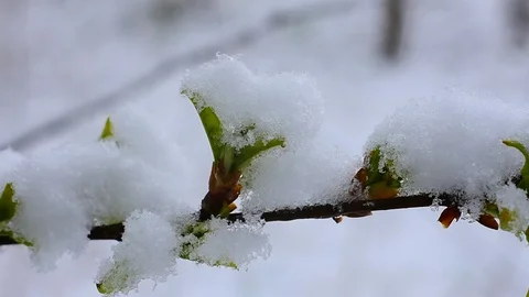 Snowdrift cherry branch Stock Footage 128798974