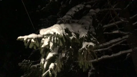 Snowdrift on the Christmas tree Stock Footage 169659220