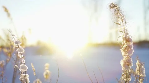 Snowdrift with dry grass close-up Stock Footage 44669910