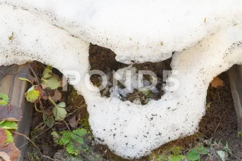 Snowdrift thaws in early spring in the garden Stock Photos