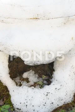 Snowdrift thaws in early spring in the garden Stock Photos