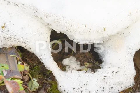 Snowdrift thaws in early spring in the garden Stock Photos