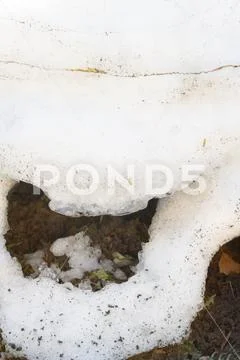 Snowdrift thaws in early spring in the garden Stock Photos