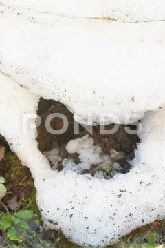 Snowdrift thaws in early spring in the garden Stock Photos