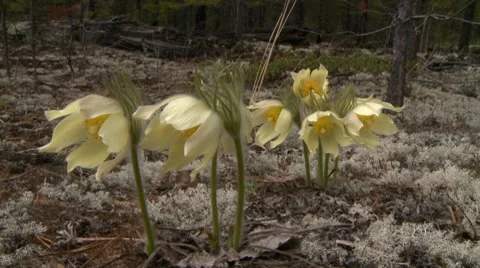 Snowdrop 2 Video stock 7741731