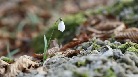 Snowdrop 2 Stock Footage 148547542