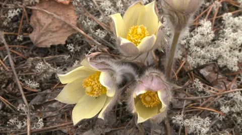 Snowdrop 3 Video stock 7741734