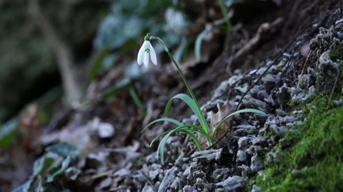 Snowdrop 3 Stock Footage 148548745
