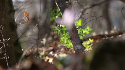 Snowdrop 4 Video stock 148548694