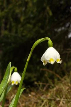 Snowdrop after the rain Stock Photos