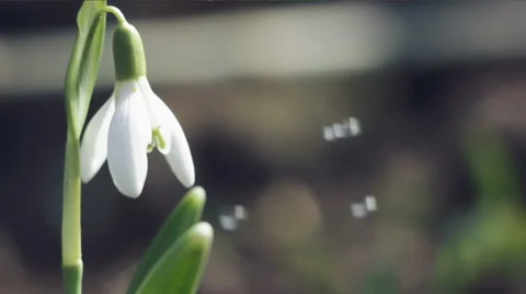 Snowdrop and water drops Stock Footage 49097216