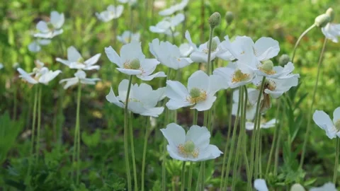 Snowdrop anemone also known as windmill snowdrop growing in a meadow in spring. Stock Footage 242714693