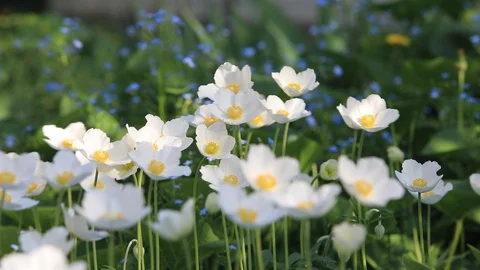 Snowdrop Anemone - Anemone sylvestris- i... | Stock Video | Pond5