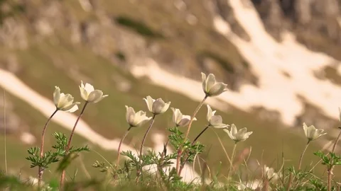 Snowdrop Anemone in springtime Video stock 109226715