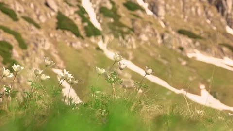 Snowdrop Anemone in springtime Video stock 109226735