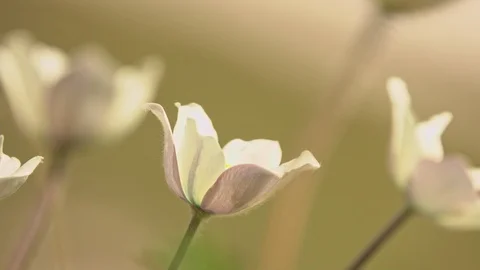 Snowdrop Anemone in springtime Video stock 109226919