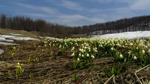 Snowdrop on the background of forest and sky Stock Footage 68725599