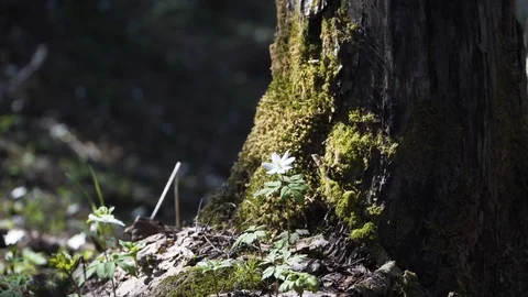 Snowdrop basking at the sun near old tree covered with moss, spring flower Stock Footage 125090424