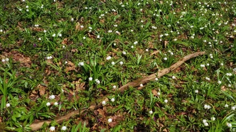 Snowdrop in beech forest Stock Footage 170572543