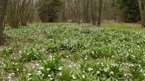 Snowdrop in beech forest Stock Footage 170572563