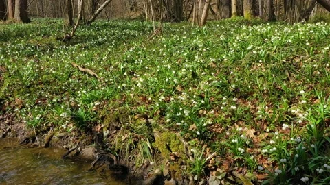 Snowdrop in beech forest Stock Footage 170572571
