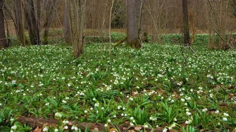 Snowdrop in beech forest Stock-Footage 170572616