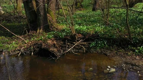 Snowdrop in beech forest 動画素材 170572688
