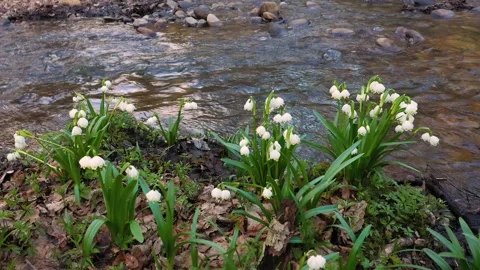 Snowdrop in beech forest Stock Footage 170576006
