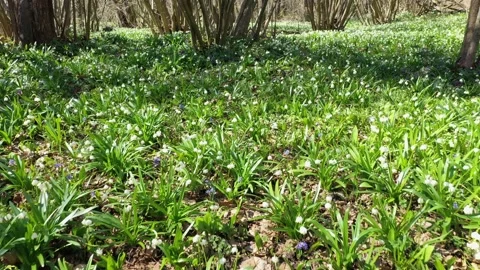 Snowdrop in beech forest 動画素材 170576034