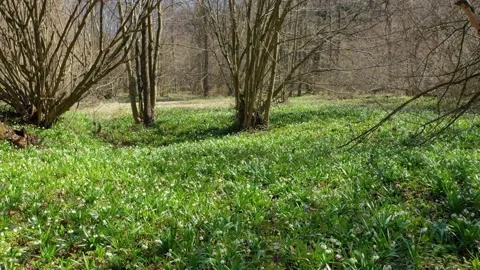 Snowdrop in beech forest Stock Footage 170576143