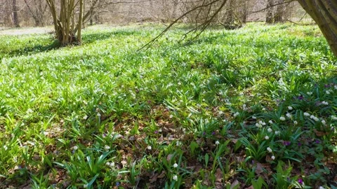 Snowdrop in beech forest Stock Footage 170576208