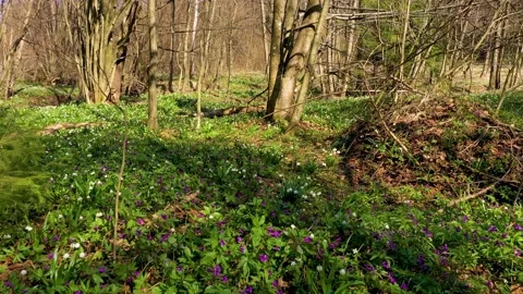 Snowdrop in beech forest Stock Footage 170576399