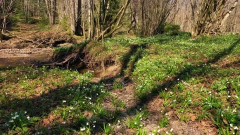 Snowdrop in beech forest Stock Footage 170576415