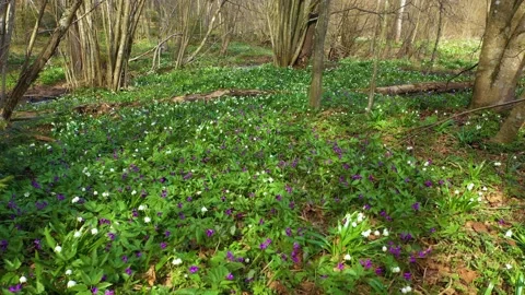 Snowdrop in beech forest 動画素材 170576465