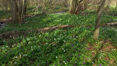 Snowdrop in beech forest Stock Footage 170576613
